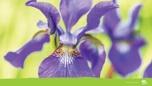 iris zoom background, image by Tom HennesssyS