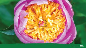 Peony Zoom background, image by Tom Hennesssy