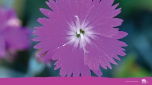 Dianthus Zoom background, image by Tom Hennessy