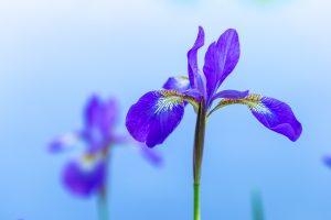 Purple iris and water garden Zoom background. Image by Tom Hennessy