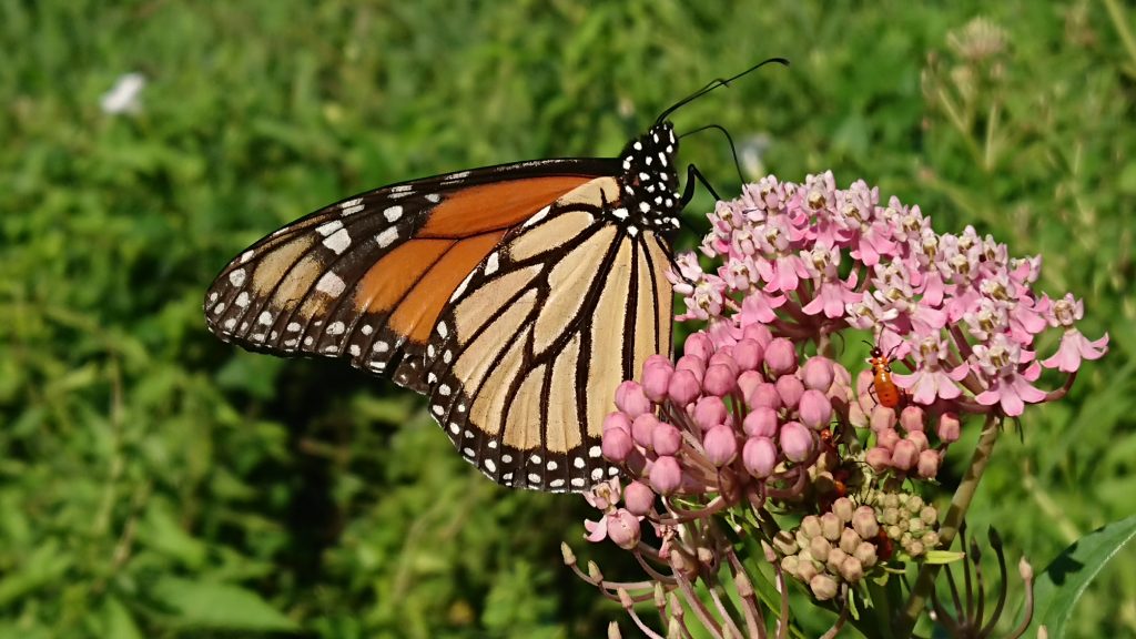 monarch on milkweed 