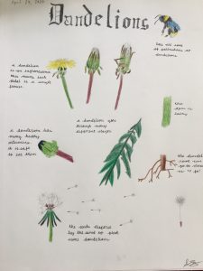A child's nature journal on a dandelion.