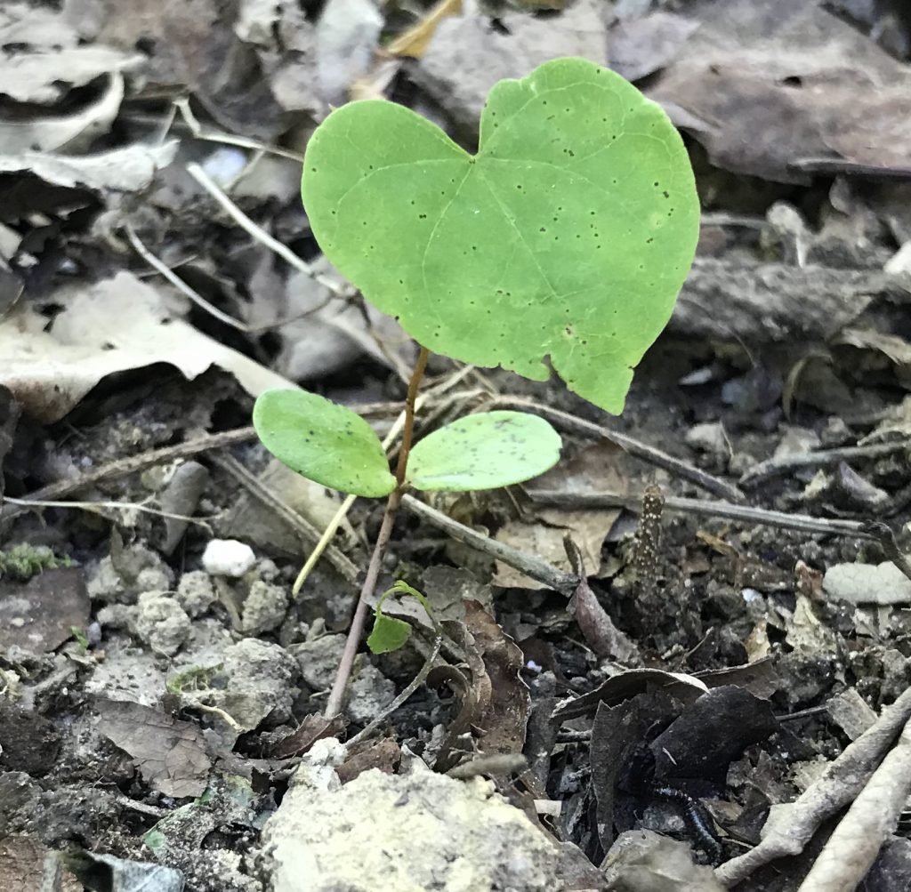 Green heart-shaped leaf of a redbud seedling.