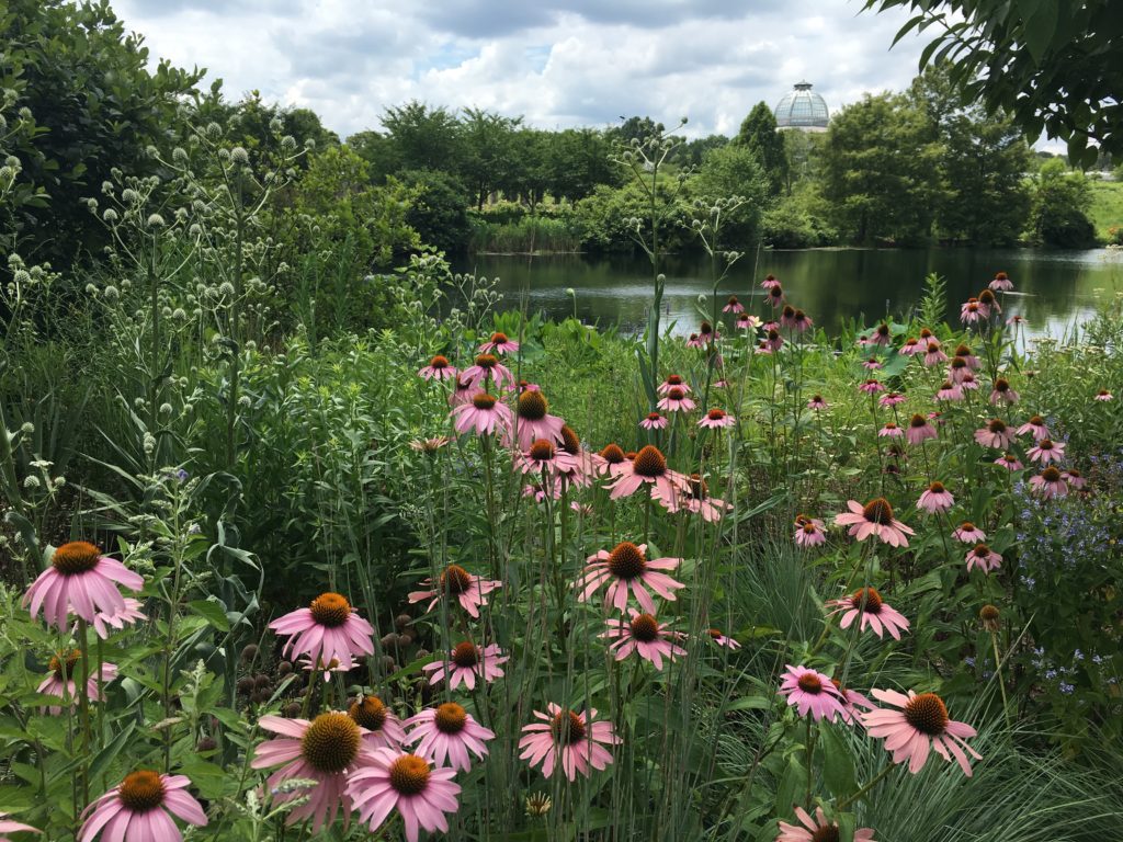 Landscaping in Layers with echinacea and other native plants