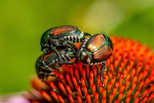 Japanese beetles on Echinacea. Image by Steven Bergman