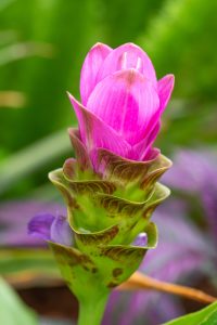 Pink bloom of Curcuma 'Siam Shadow' Image by Tom Hennessy