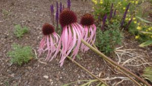 Echinacea pallida or pale purple coneflower with wispy pale petals