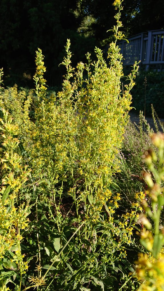 yellow blooms of Solidago flexicaulis