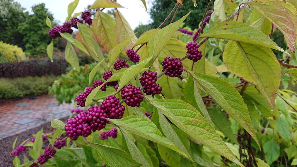 native beautyberry with bright purple berries