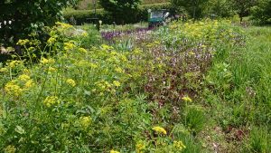 Yellow flowers of Golden Alexander native flowers in a meadow
