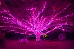 Darlington Oak at Dominion Energy GardenFest of Lights. Image by Nicole Plummer