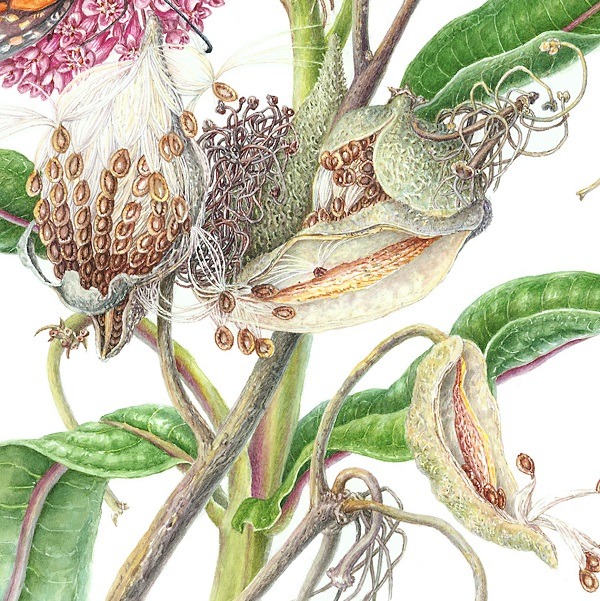 Painting Seed Pods in Watercolor