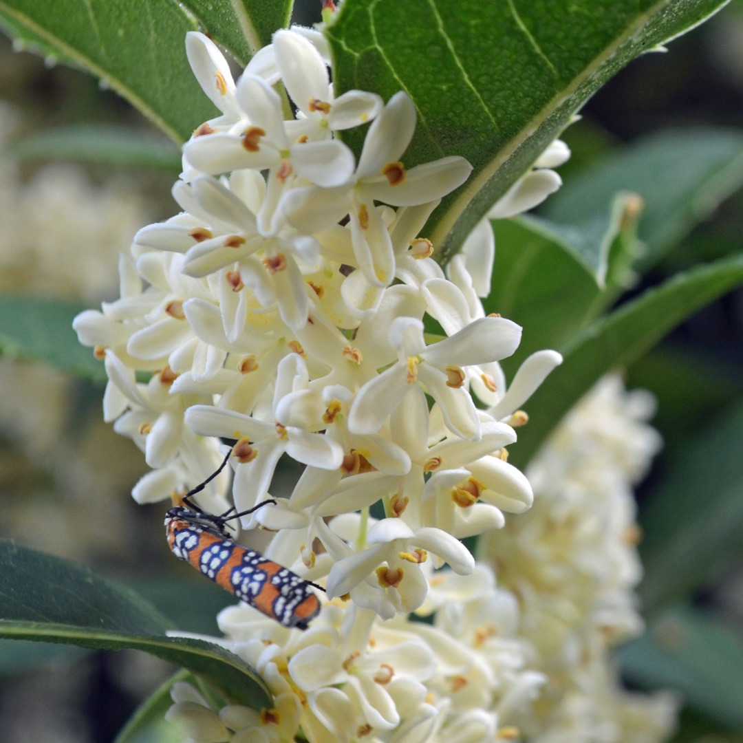 osmanthus: planting for frangrance -- from lewis ginter botanical
