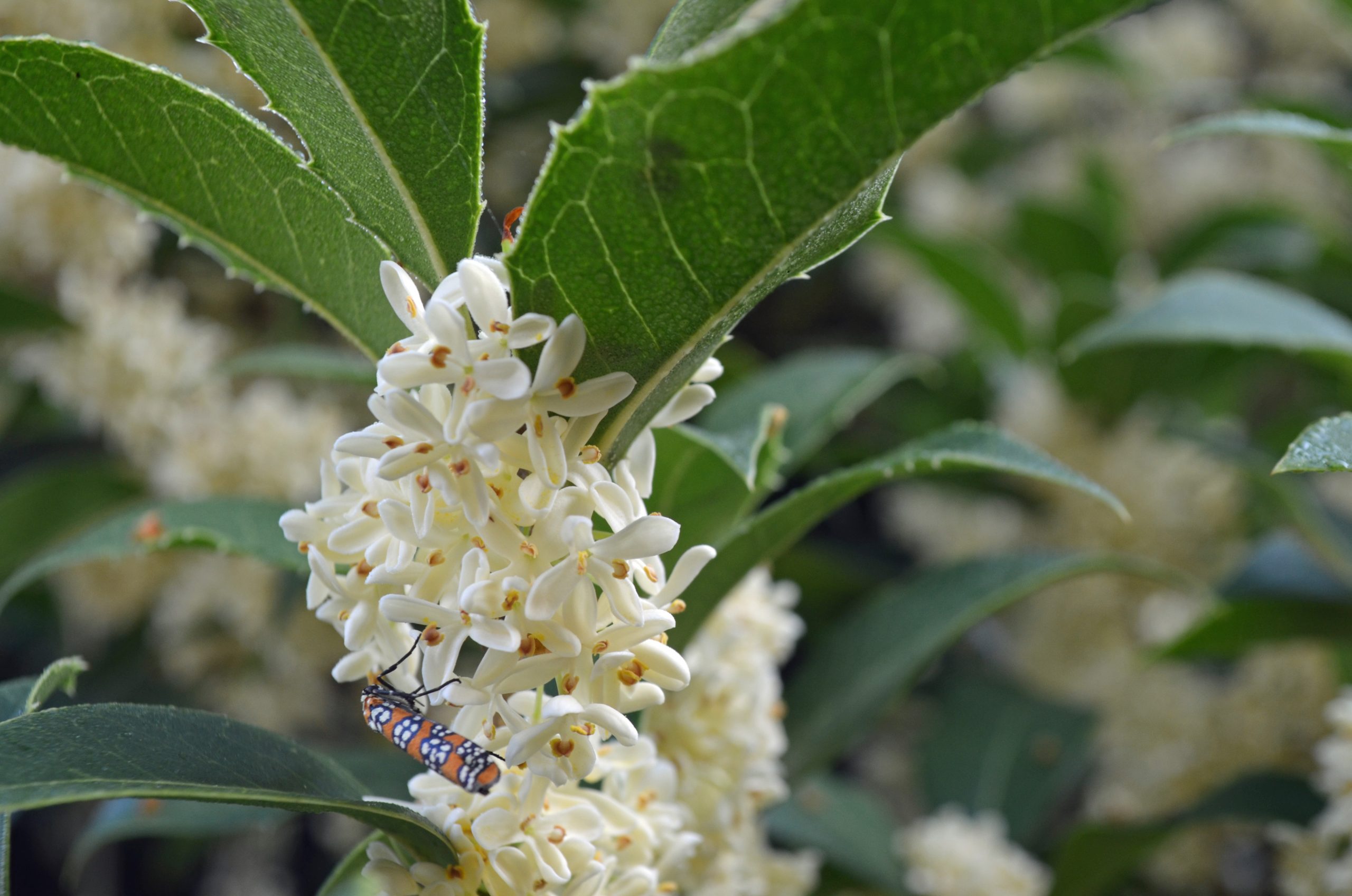 Osmanthus: Planting for Frangrance -- From Lewis Ginter Botanical