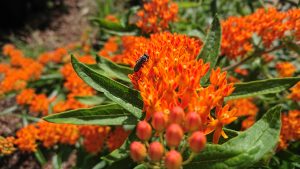 Bright orange blooms of native asclepias tuberosa or butterfly weed.