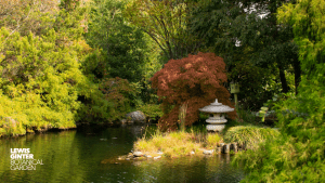Garden Zoom Background. Image by Nicole Plummer
