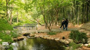 Garden Zoom Background. Image by Nicole Plummer