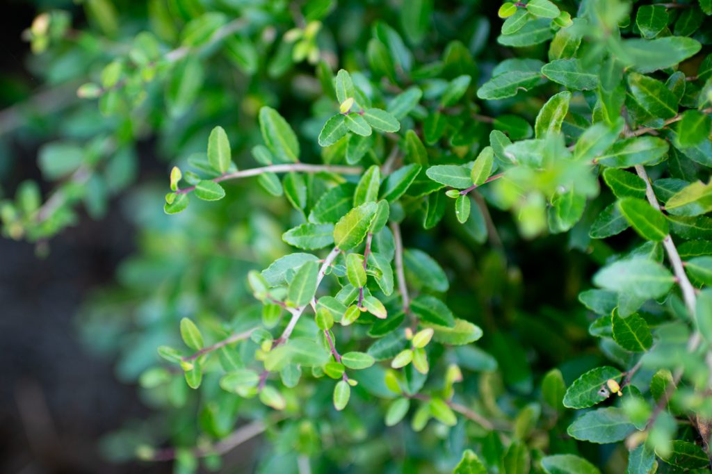 Green branches of Yaupon Holly 'Schillings'. Image by Nicole Plummer
