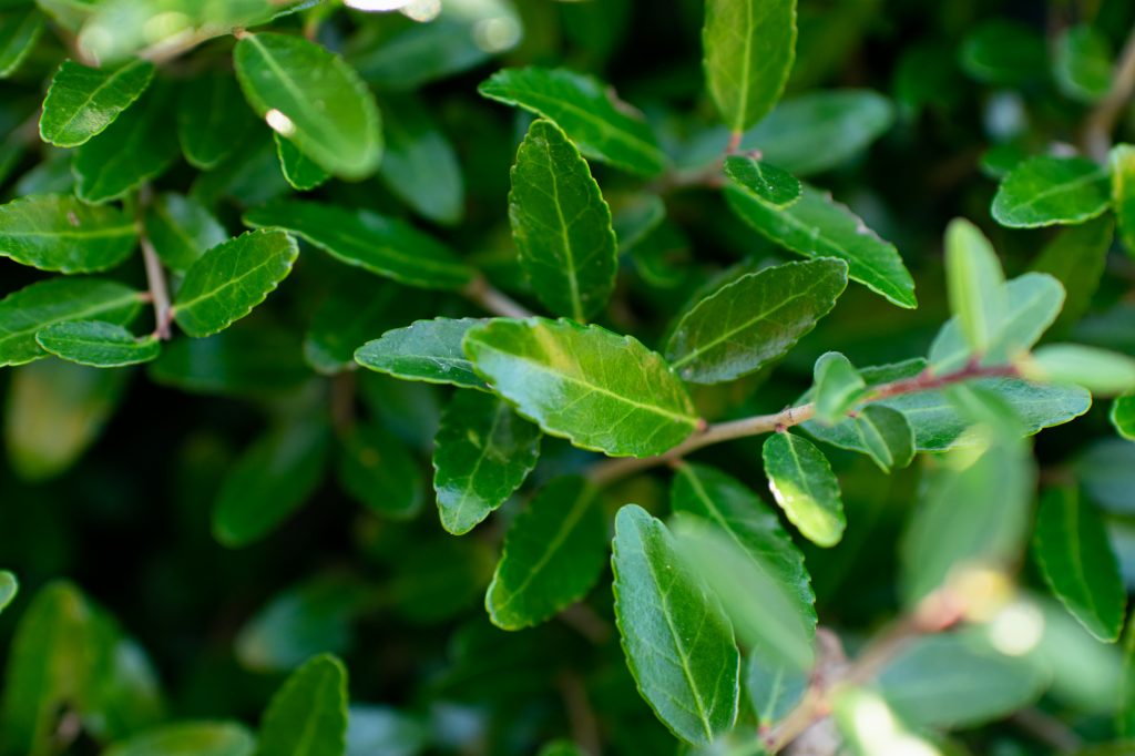 Yaupon Holly