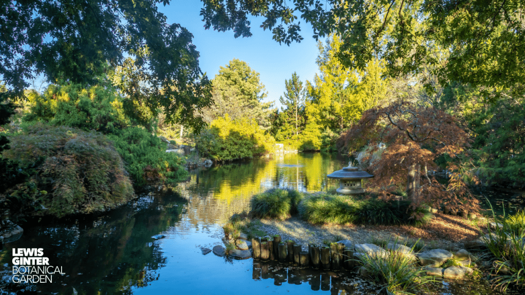 Zoom background of Lewis Ginter Botanical Garden's Asian Valley. Image by Tom Hennessy. 