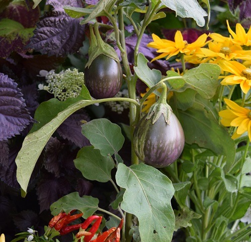 Brie Arthur Foodscaping