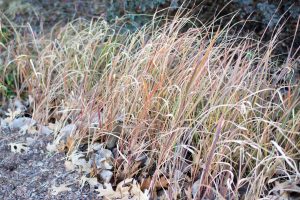 Japanese Blood Grass; Imperata cylindrica