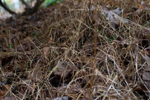 Patch of dead Japanese stiltgrass