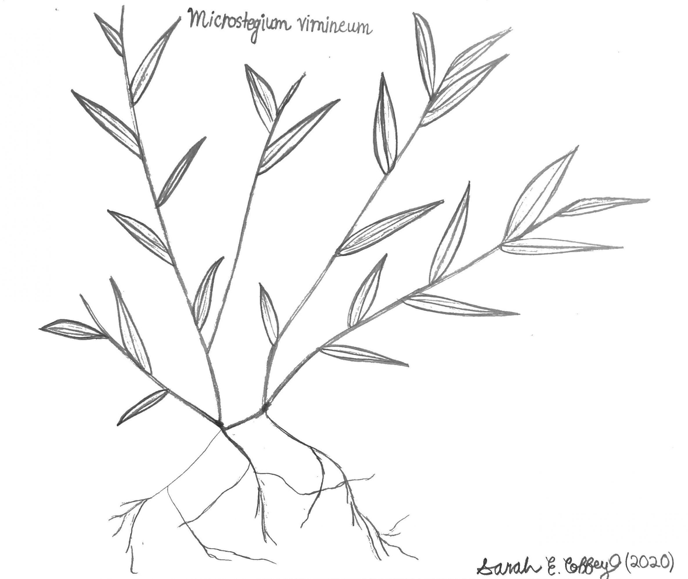 Sketch showing what Japanese stiltgrass looks like