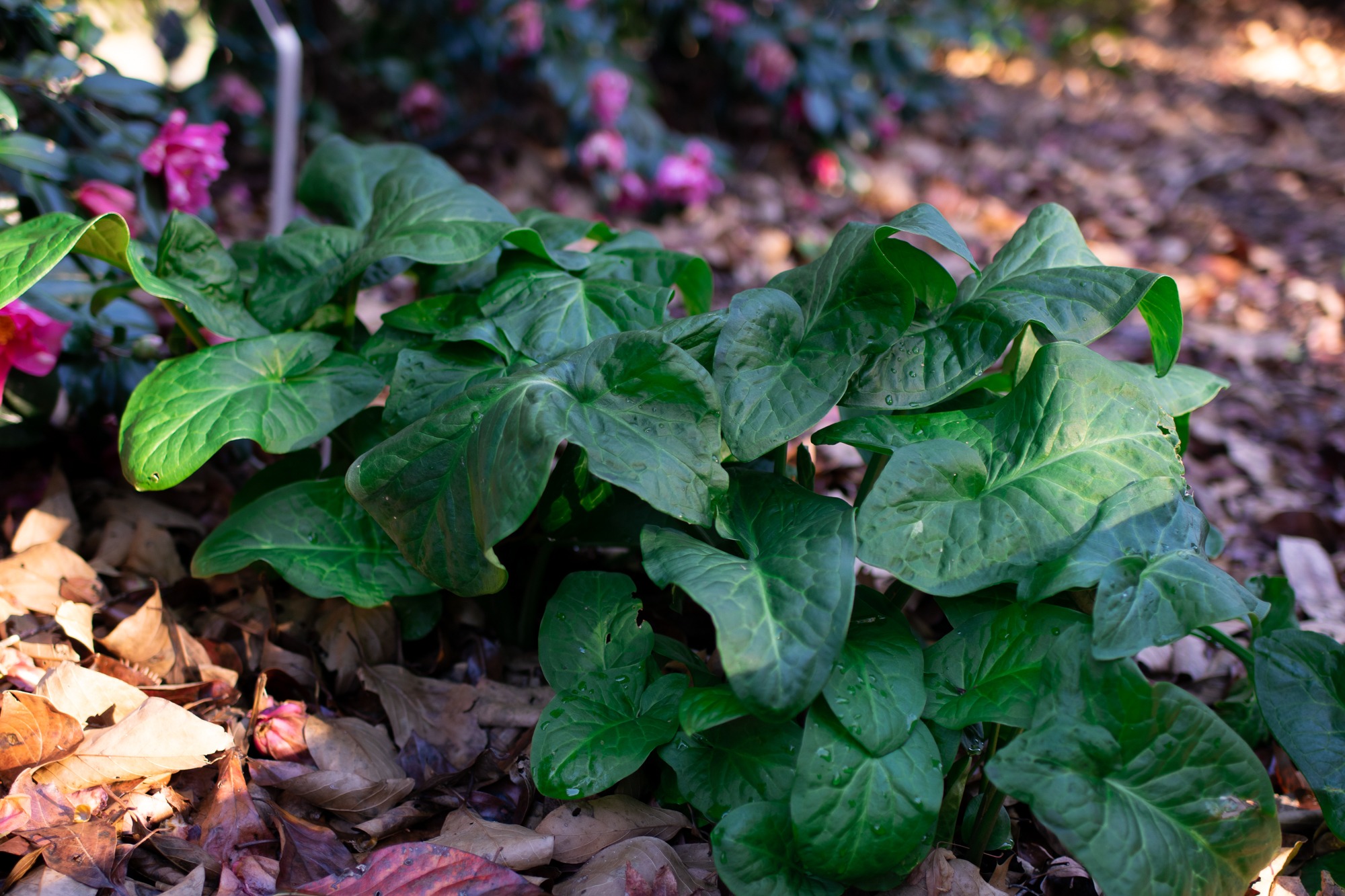 Italian arum patch during fall