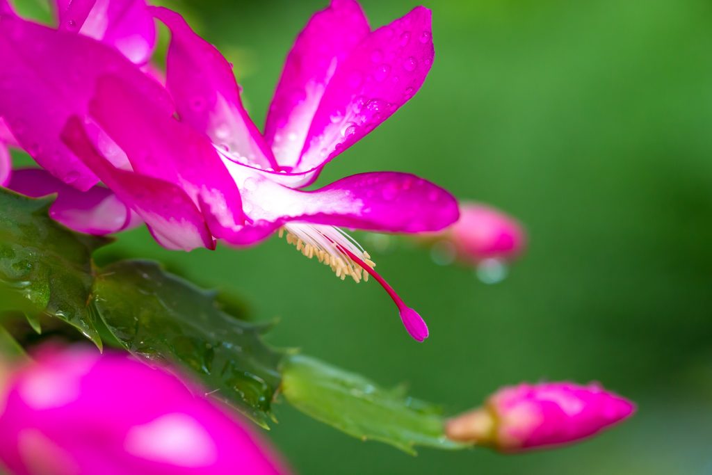 Thanksgiving cacti, Schlumbergera, is easy to mistake for a Christmas cactus.