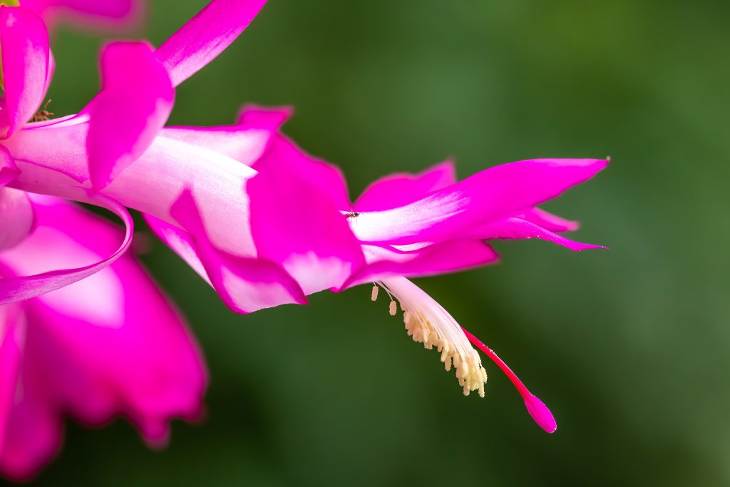 It's easy to confuse this pink Thanksgiving cactus for a Christmas cactus.