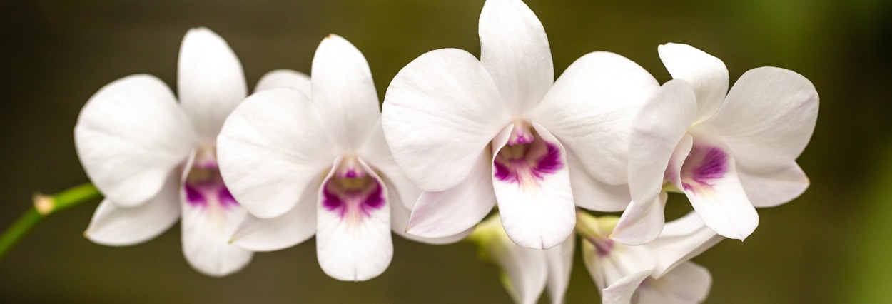 white orchids blooming in a row. Image by Tom Hennessy