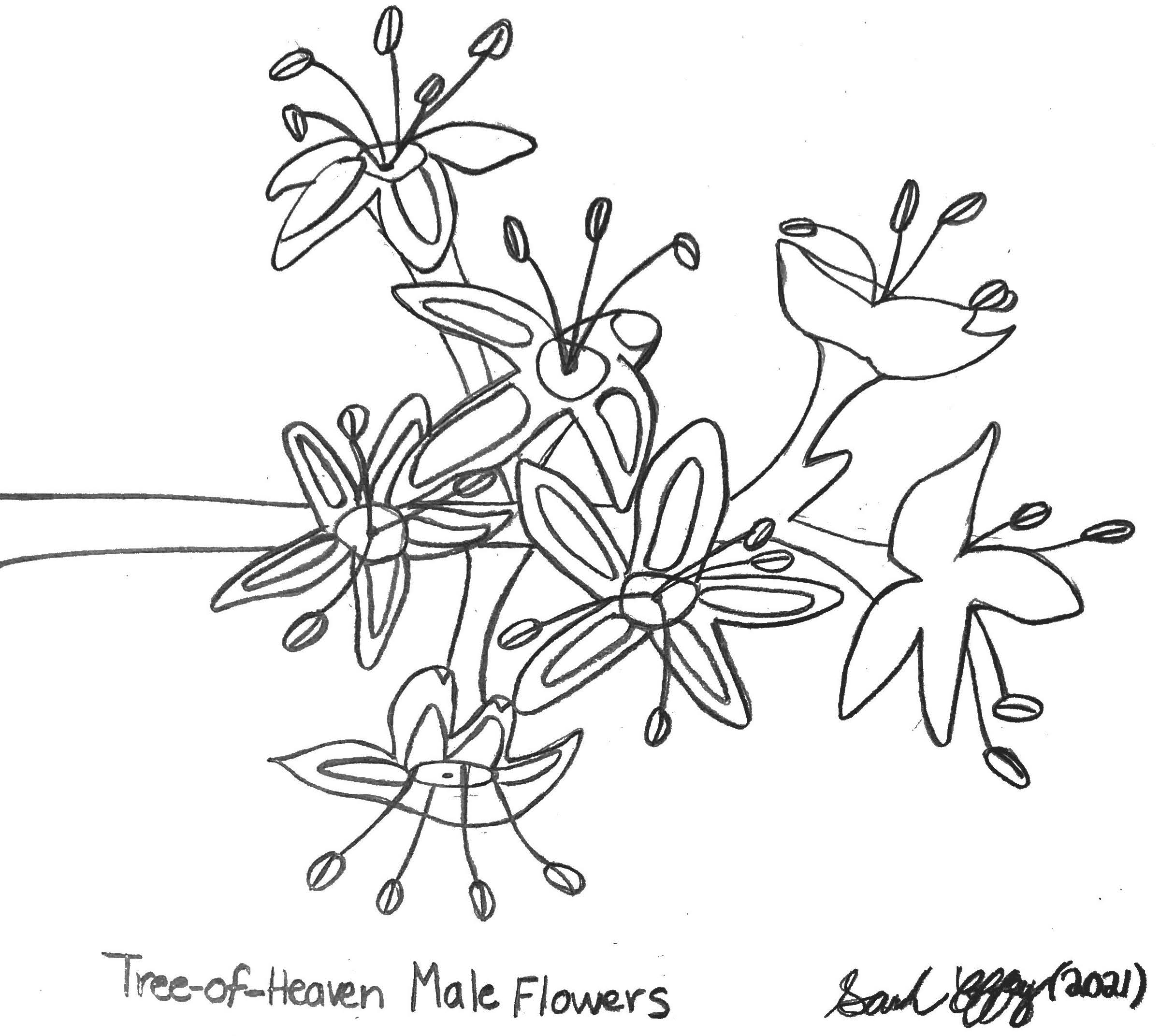 tree-of-heaven male flowers
