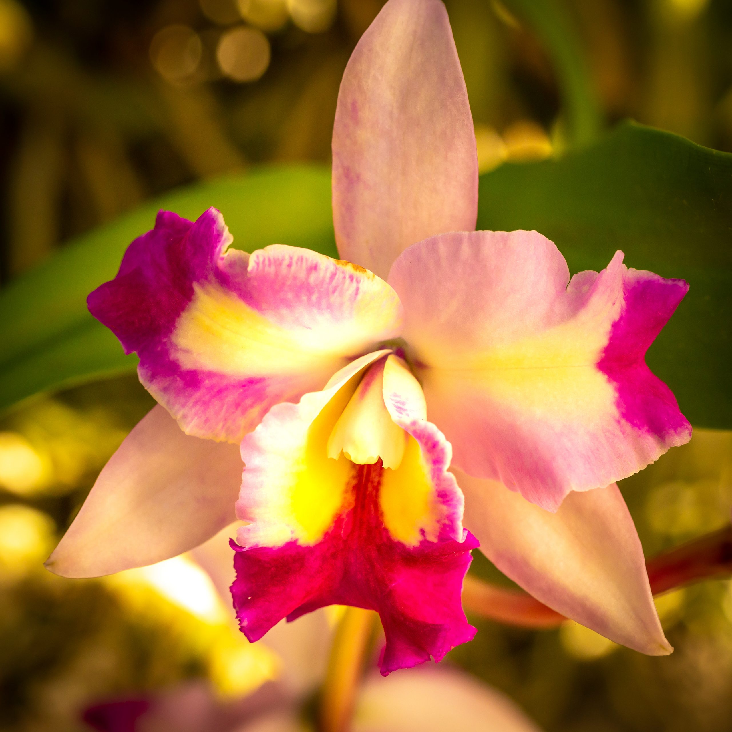 Orchid in pink and peach. Image by Tom Hennessy.