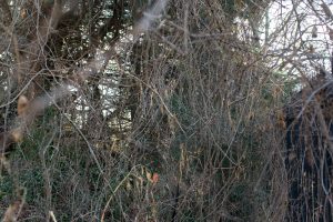 porcelain berry in winter