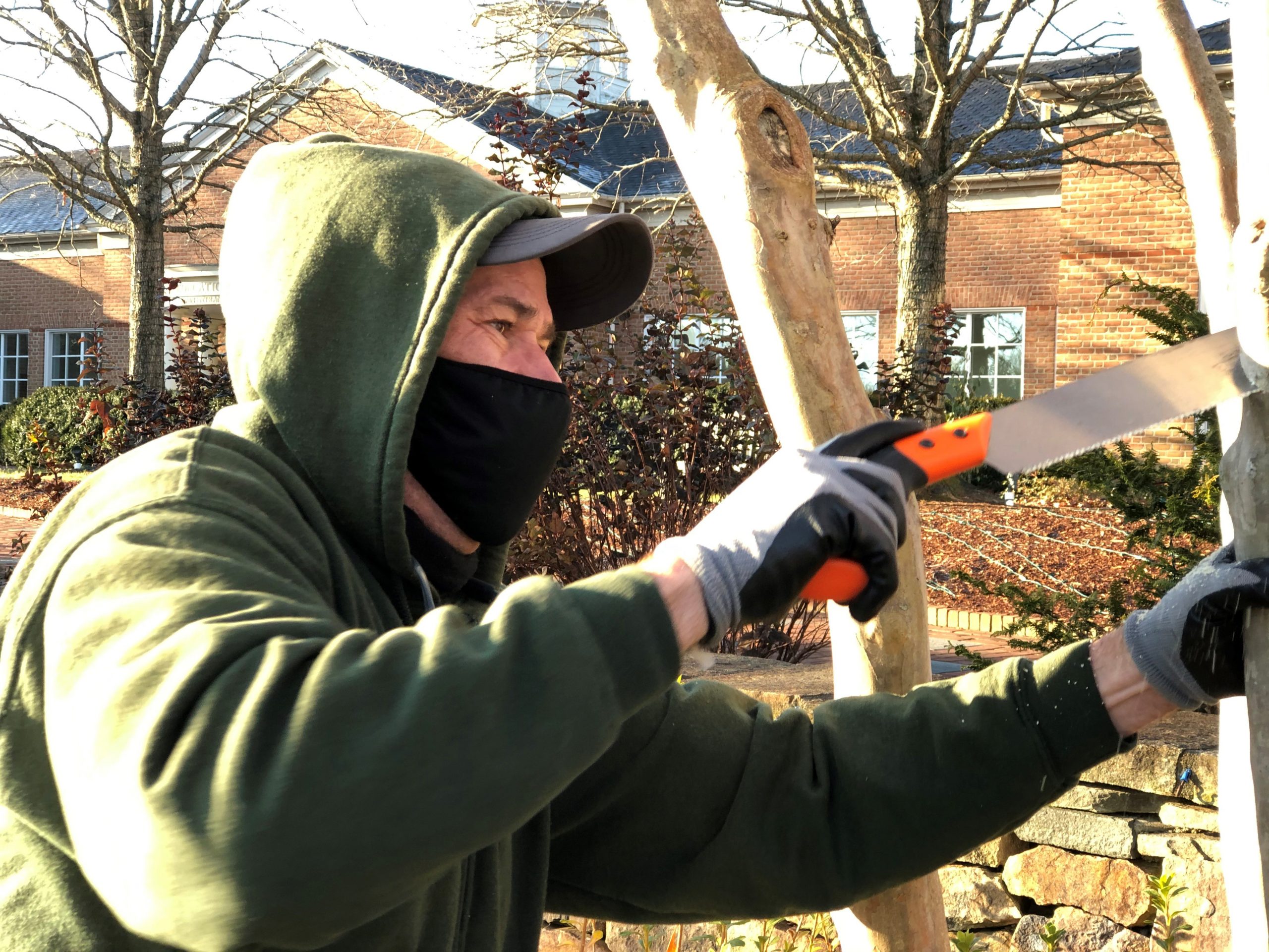 beskæring af crape myrtles i Den Botaniske Have