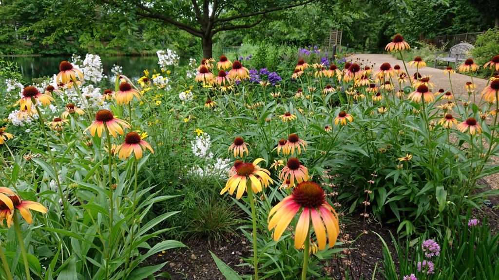 Restore: the lake edge planted with wildflowers