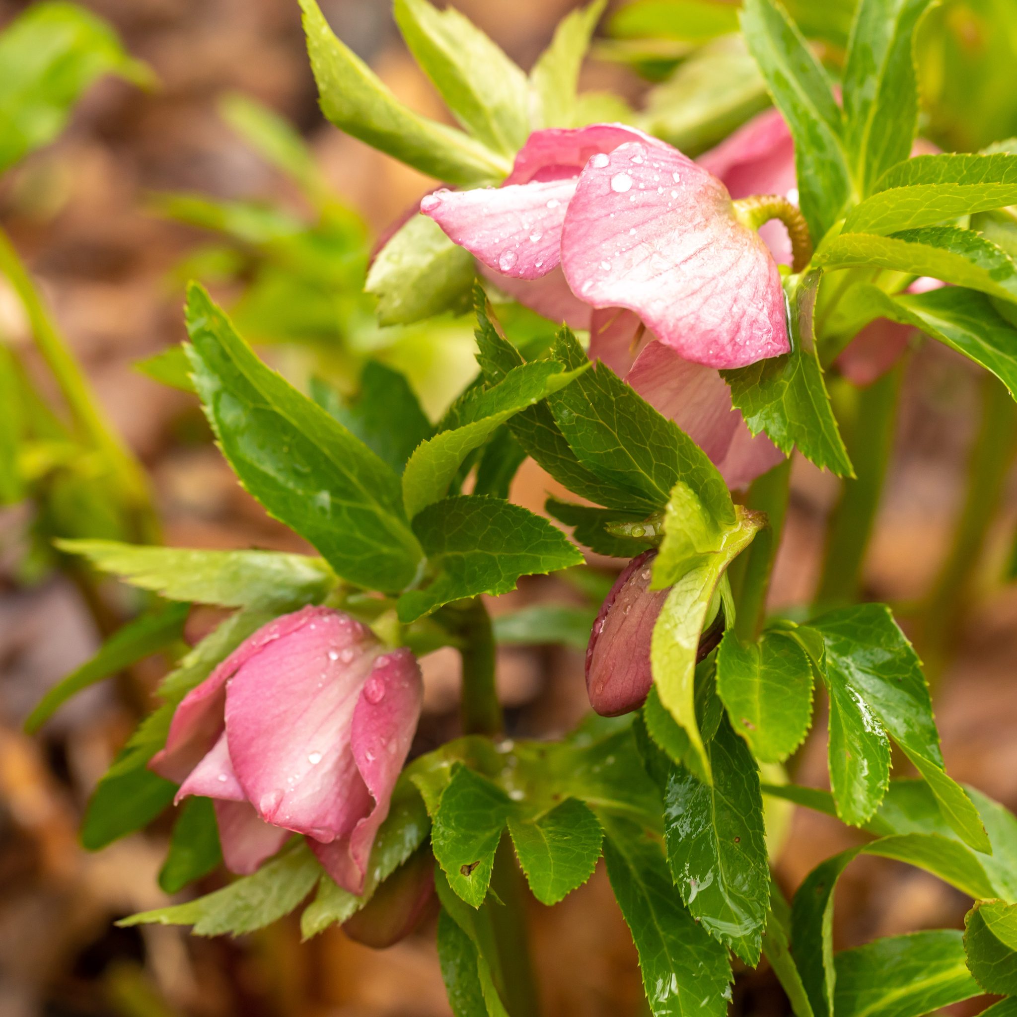 Lenten Rose Helleborus orientalis Lewis Ginter Botanical Garden