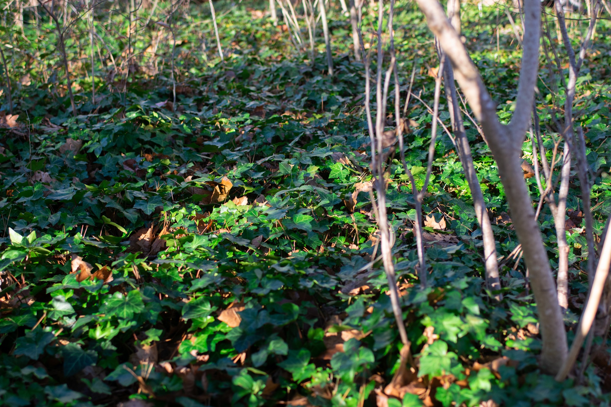 Image of Ground ivy in a forest