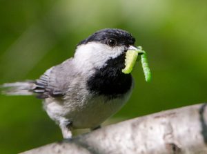 Planting native plants brings native birds like this Carolina chickadee with worm. Image by Douglas Tallamy