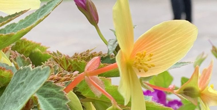 River City Poets reading in the Garden