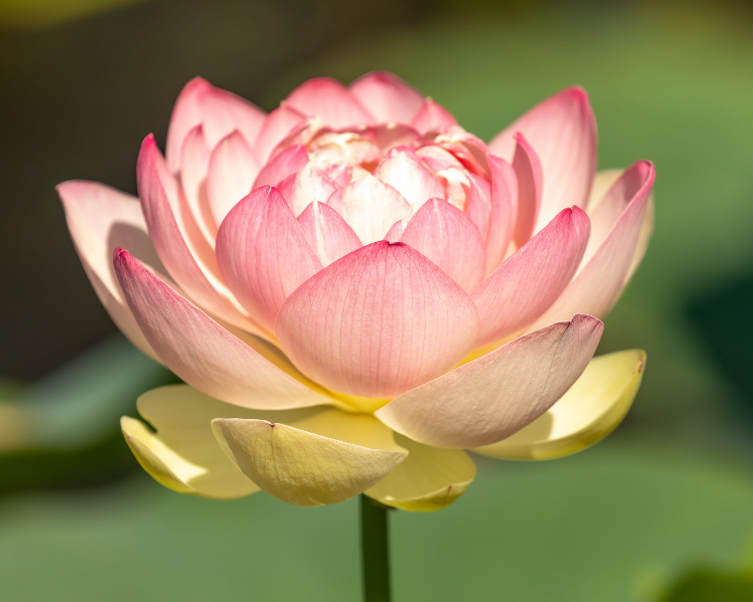 Lotus Home Garden - Lewis Ginter Botanical Garden