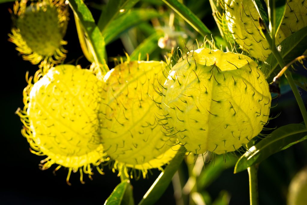 Hairy Balls Milkweed. Image by Tom Hennessy