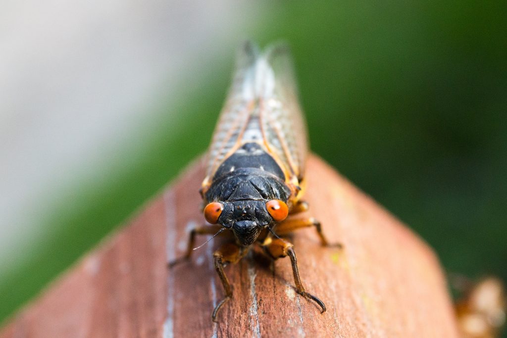 Red eye cicadas like this one are part of Brood X. Photo by Michael Kropiewnicki from Pexels