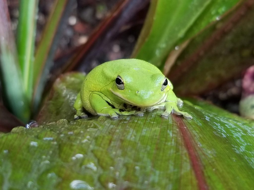 Green tree frogs