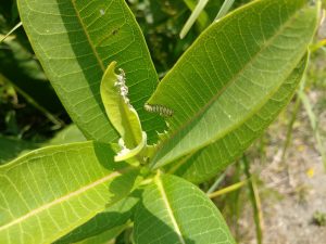 Asclepias syriaca - common milkweed. Image by Laurel Matthew