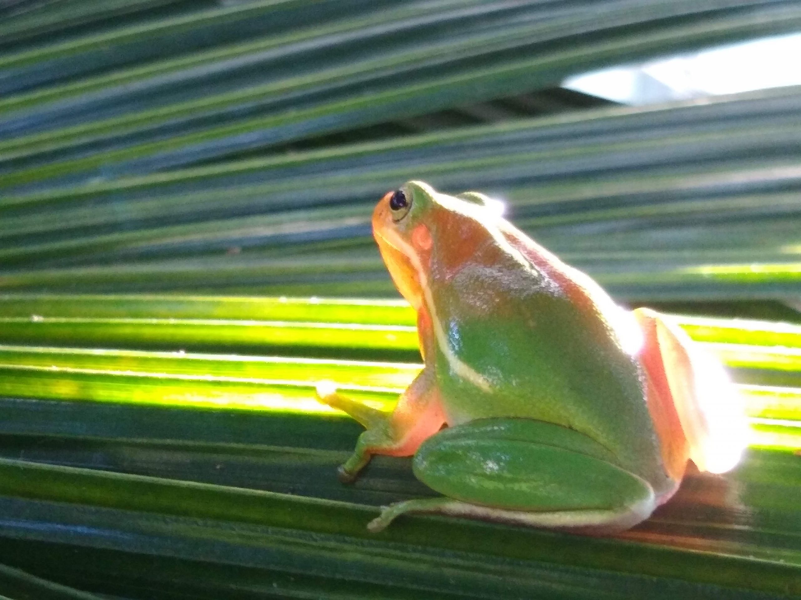 Frog Blog: Frogs in the Conservatory - Lewis Ginter Botanical Garden