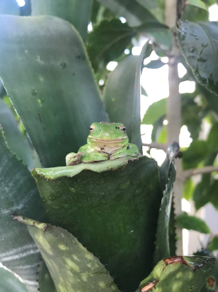 smug looking green frog in bromiliad