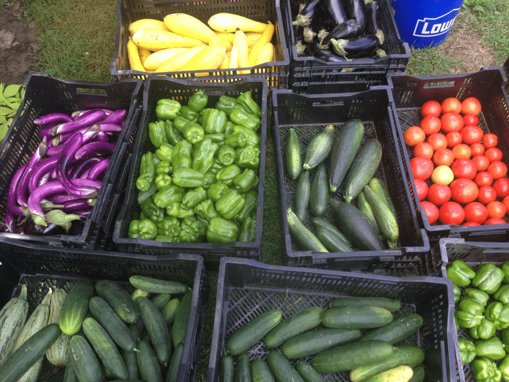 Harvest bounty from Kroger Community Kitchen Garden