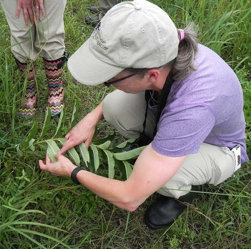 Karen Oberhauser Monarch Butterfly Biology and Conservation